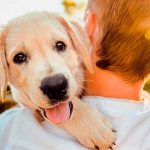 Personas pueden sufrir alteraciones si trata a mascotas como hijos actividades