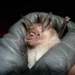 Descubren cuatro nuevas especies de murciélagos asociadas al coronavirus especies