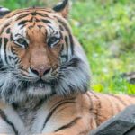Dos tigres del zoológico de Miami dan negativo por coronavirus contagio