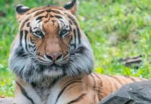 Dos tigres del zoológico de Miami dan negativo por coronavirus contagio