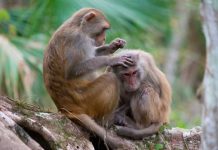 Estudio sugiere que macacos curados del COVID-19 no vuelven a infectarse