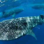 Los tiburones ballena tienen dientes en los ojos, según estudio (FOTOS) estudio