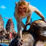 Más de 6.000 macacos violentos invaden ciudad en Tailandia mundo