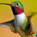 Los colibrís ven colores que los humanos no pueden percibir, según estudio colibris