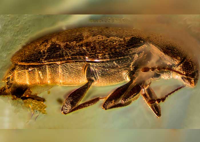 nota-17_0REanzf especie