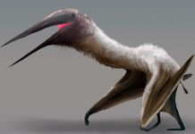 Este nuevo pterosaurio fue uno de los reptiles más grandes que surcaron los cielos dinosaurios voladores