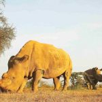 Científicos crean otro embrión viable de rinoceronte blanco del norte especie