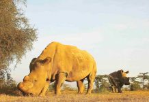 Científicos crean otro embrión viable de rinoceronte blanco del norte especie