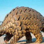 Los pangolines son portadores de coronavirus relacionados con el SARS-CoV-2 origen