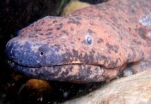 China: Encuentran una salamandra gigante de dos metros de longitud