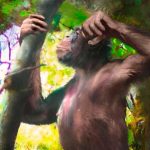 Fósil permite estudiar cómo los ancestros del hombre empezaron a andar danuvius guggenmosi