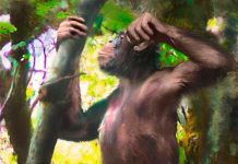 Fósil permite estudiar cómo los ancestros del hombre empezaron a andar danuvius guggenmosi