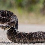 16 de julio: Día mundial de la serpiente ciencia