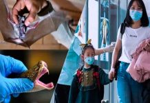 Murciélagos y serpientes serían el origen del coronavirus, según estudio nueva cepa