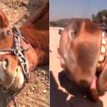 Jingang el caballo que se hace el muerto para no trabajar (VIDEO) video