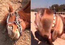 Jingang el caballo que se hace el muerto para no trabajar (VIDEO) video