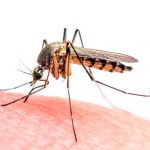Por éstas razones te pican los mosquitos, según la ciencia mal olor