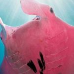 Mantarraya rosa es captada cerca de una isla australiana (FOTOS) avistamiento