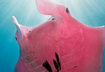 Mantarraya rosa es captada cerca de una isla australiana (FOTOS) avistamiento