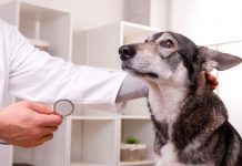 Detectan primer caso de infección de un perro con el COVID-19 can