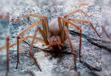 Descubren nueva y peligrosa especie de araña violinista en México