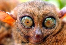 El mundo visto como lo ven los animales animales