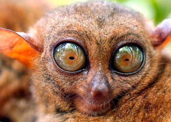 nota-2_wXW4LsP animales