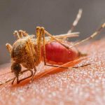 Nueva cepa de zika identificada en Brasil puede causar otra epidemia zika