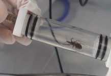 investigaciones