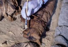 Científicos descubren algo inesperado en una momia felina egipcia