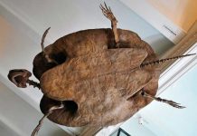 Descubren una tortuga que tenía cuernos y caparazón de tres metros