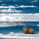 Alteraciones en el Ártico que pueden afectar seriamente a la Tierra especies