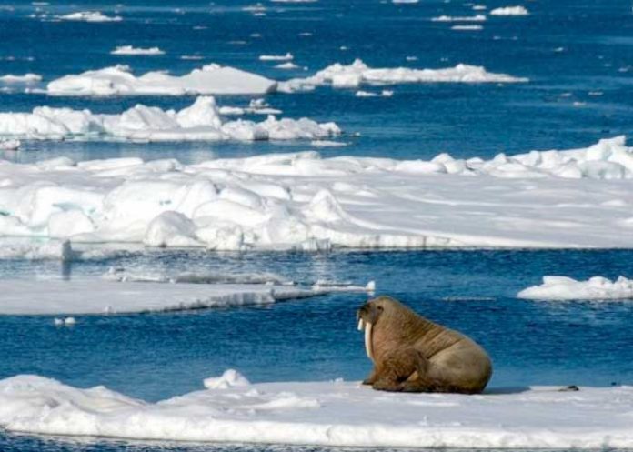 nota-3.1_vX6nzmB especies