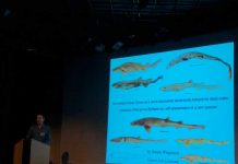Descubren dos nuevas especies de un tipo raro de tiburón