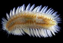 Hong Kong: Descubren una nueva especie de gusano de fuego