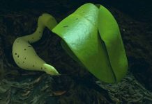 China descubre nuevo dato de la semilla que germinaron en la Luna