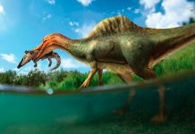 Vallibonavenatrix: El primer dinosaurio de la península ibérica