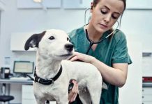 Una grave enfermedad desconocida está matando a los perros en Noruega
