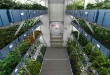 La NASA cultiva en el espacio lechugas sin microbios nasa