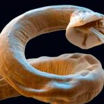 Conocé los 3 parásitos más peligrosos y qué enfermedades causan diarrea