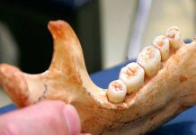 Científicos recuperan la evidencia genética humana más antigua descubrimiento