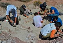 Hallan nueva especie de pequeño dinosaurio carnívoro en Argentina argentina