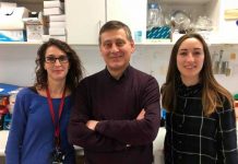Molécula de sangre es efectiva contra enfermedad autoinmune del riñón lupus