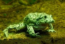 Telmatobius culeus: Las ranas gigantes en peligro de extinción