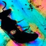 Descubren la primera avispa polinizadora de la época de los dinosaurios polen