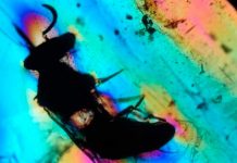 Descubren la primera avispa polinizadora de la época de los dinosaurios polen