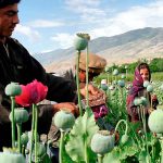 El consumo habitual de opio aumenta el riesgo de cáncer, según OMS estudio