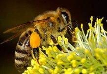 Científicos declaran a las abejas como el ser vivo más importante