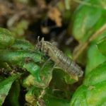 Detectan especies de mosquitos invasores en la Antártida estudio