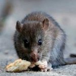 China registra la primera muerte por hantavirus primer muerto